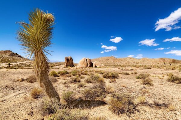 Alvord Desert