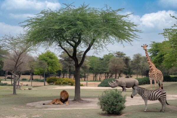 Visitors enjoying a safari tour at San Diego Zoo Safari Park